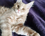 Кошки в Барнауле: Котята мейн-кун Девочка, Бесплатно - фото 1