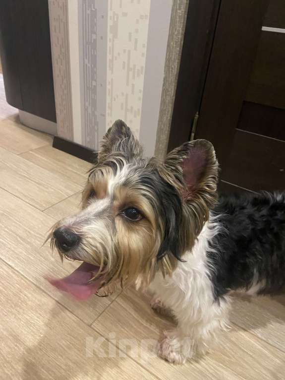 Собаки в Санкт-Петербурге: Найдена собака Мальчик, Бесплатно - фото 2