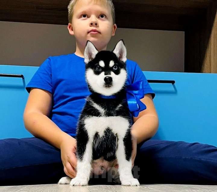 Собаки в Братске: Хаски Щенки Разных окрасов Разнополые, Бесплатно - фото 1