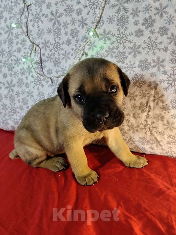 Собаки в других городах Краснодарского края: Кане-Корсо, щенок Девочка, 20 000 руб. - фото 2