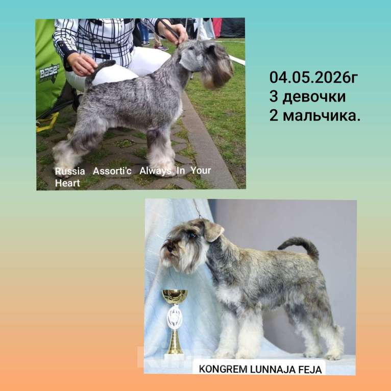 Собаки в Домодедово: Цвергшнауцера щенки перец с солью Разнополые, 60 000 руб. - фото 1
