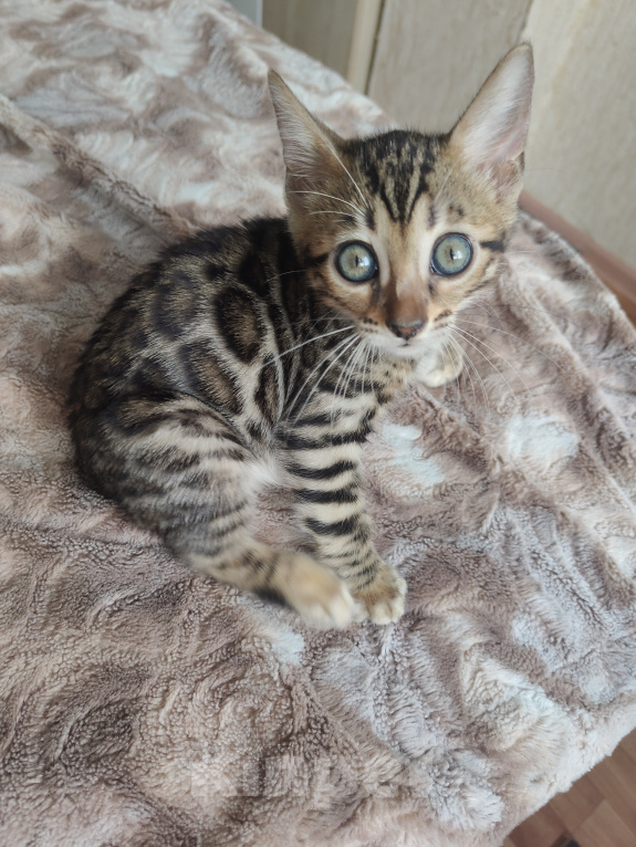 Кошки в Владикавказе: Бенгальские котята Мальчик, Бесплатно - фото 3