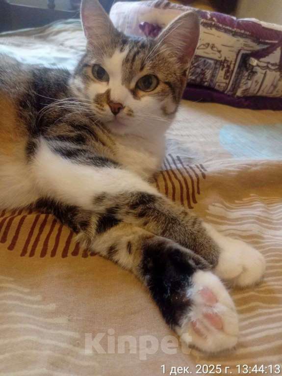 Кошки в Москве: кошка Скалли ищет дом Девочка, Бесплатно - фото 3
