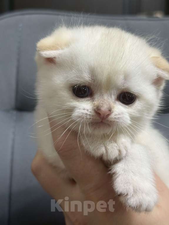 Кошки в Краснодаре: Котята золотая шиншилла Мальчик, 15 000 руб. - фото 6