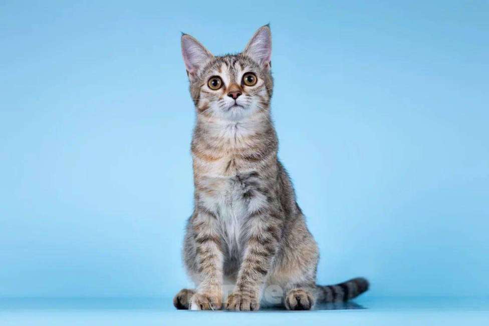 Кошки в Москве: Кассия в добрые руки Девочка, Бесплатно - фото 1