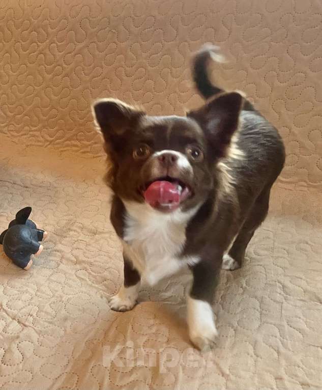 Собаки в Санкт-Петербурге: Шоколадная девочка чихуа Девочка, 60 000 руб. - фото 4