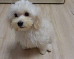 Собаки в Калининграде: Мальтипу Мальчик  Мальчик, 65 000 руб. - фото 1
