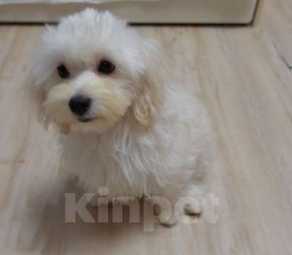 Собаки в Калининграде: Мальтипу Мальчик  Мальчик, 65 000 руб. - фото 1