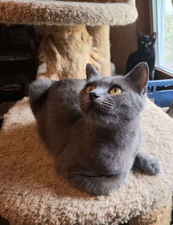 Кошки в Москве: Кошка голубого окраса в добрые руки  Девочка, Бесплатно - фото 4