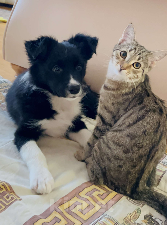 Собаки в Москве: Щенок Бордер колли девочка Девочка, 70 000 руб. - фото 4