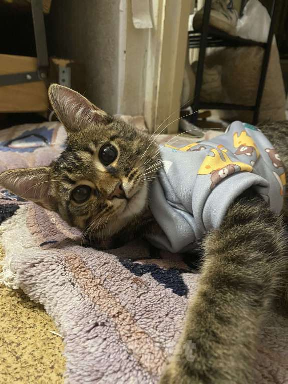 Кошки в Нижнем Новгороде: Котенок в добрые руки Девочка, Бесплатно - фото 1