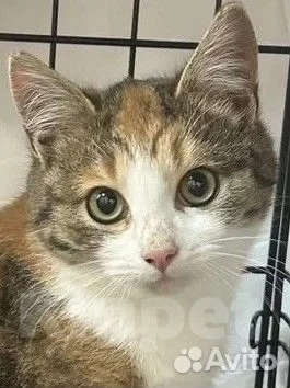 Кошки в Москве: Котенок в добрые руки Девочка, Бесплатно - фото 1