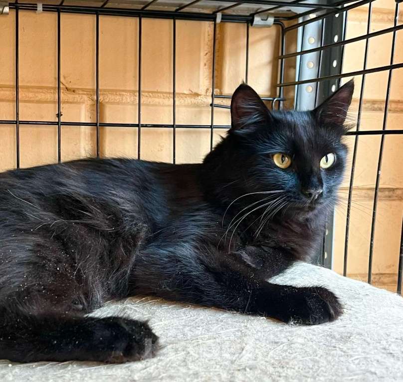 Кошки в Москве: Благородный черный красавец Мишлен в добрые руки Мальчик, Бесплатно - фото 5