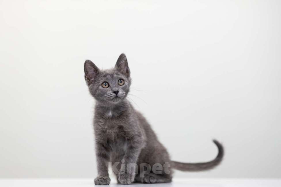 Кошки в Москве: Шипучка Девочка, Бесплатно - фото 3