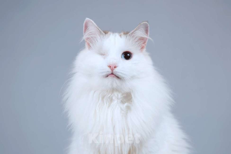 Кошки в Москве: Нежная ласковая кошечка Беатриче в добрые руки Девочка, Бесплатно - фото 3