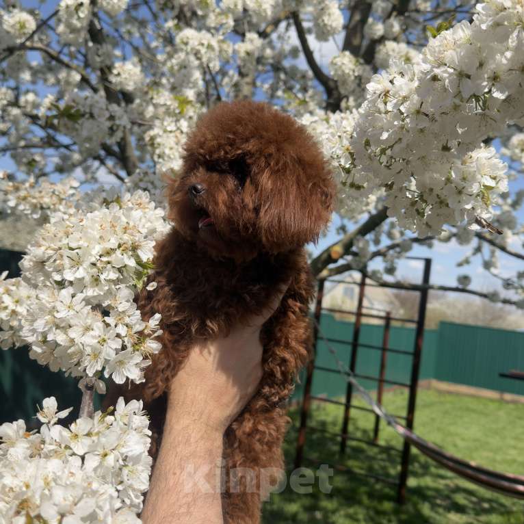 Собаки в Геленджике: Той пудель Девочка, 320 000 руб. - фото 1