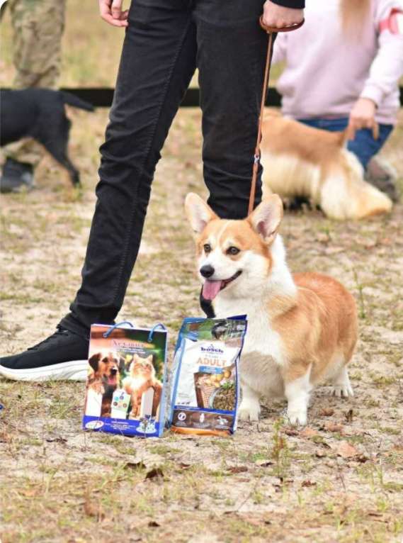 Собаки в Москве: Девочки Вельш корги пемброк  Девочка, 35 000 руб. - фото 4