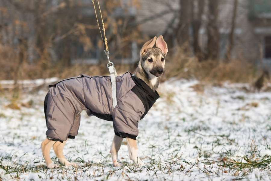 Собаки в Москве: Ищете верного друга и компаньона для всей семьи? Девочка, Бесплатно - фото 6