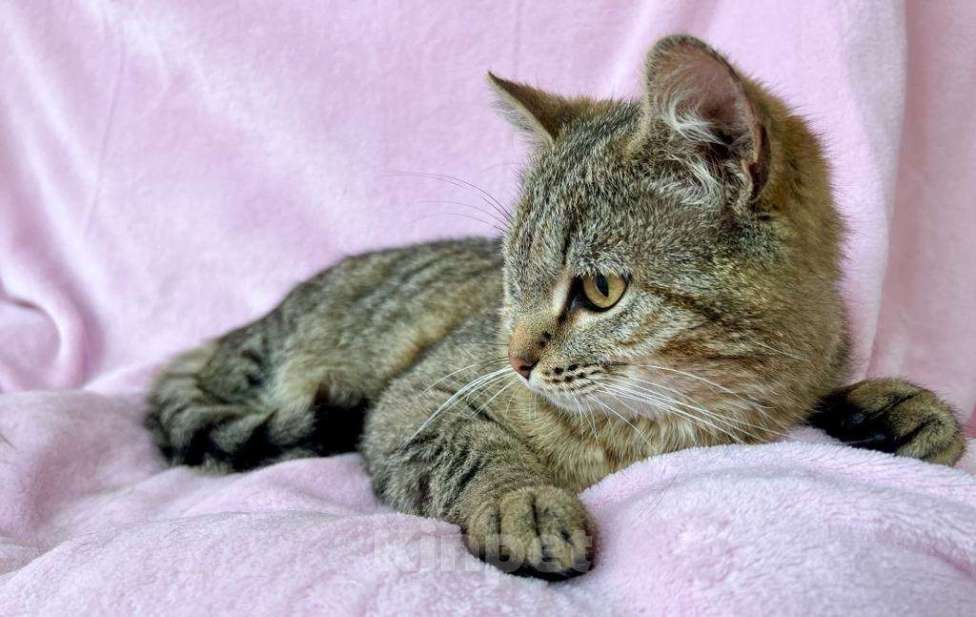 Кошки в Москве: Хома - кот, который делает погоду в доме! В добрые руки Мальчик, Бесплатно - фото 2