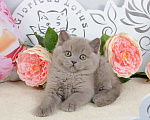 Кошки в Санкт-Петербурге: Британский лиловый котик (ген.тиккирован) Мальчик, 37 000 руб. - фото 1