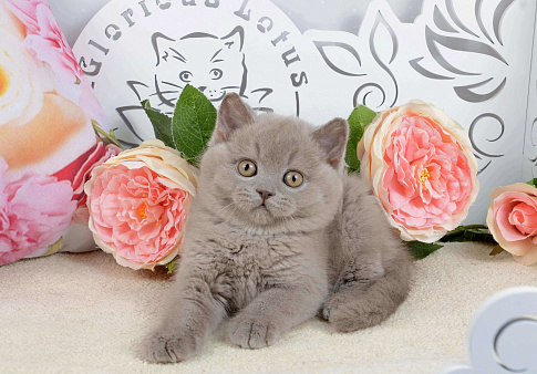 Объявление: Британский лиловый котик (ген.тиккирован), 37 000 руб., Санкт-Петербург