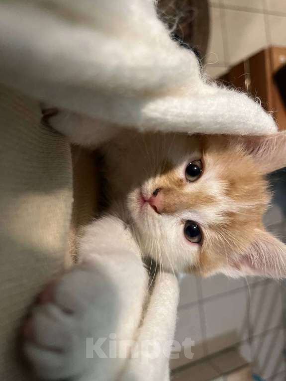 Кошки в Москве: Отдам котенка в добрые руки Мальчик, Бесплатно - фото 4