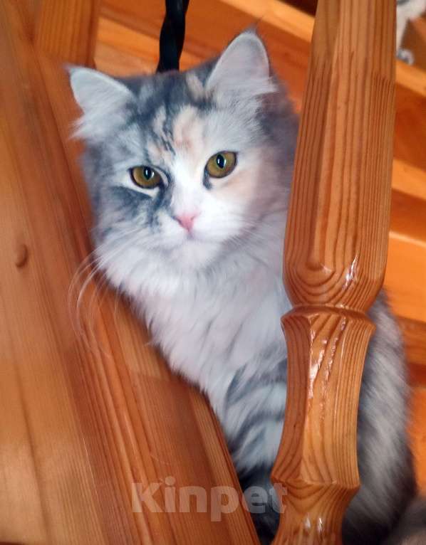 Кошки в Москве: Сибирская красавица Елань Девочка, 30 000 руб. - фото 2