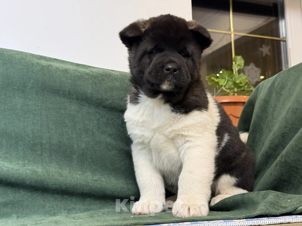 Собаки в Стерлитамаке: щенки Американской Акиты Мальчик, 50 000 руб. - фото 4