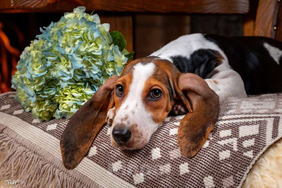 Собаки в Истре: Артезиано-нормандский бассет Девочка, 150 000 руб. - фото 9