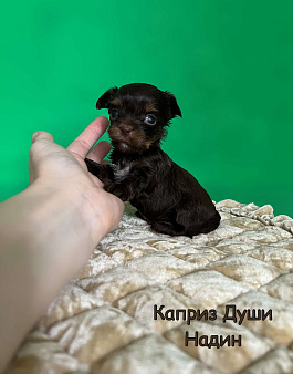Девочка шоколад с подпалом Надин