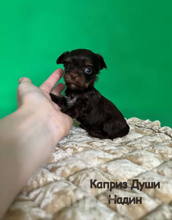 Собаки в Сосновом Бору: Девочка шоколад с подпалом Надин Девочка, 130 000 руб. - фото 1