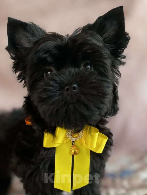 Собаки в Москве: Цветной йорк девочка Девочка, 70 000 руб. - фото 3