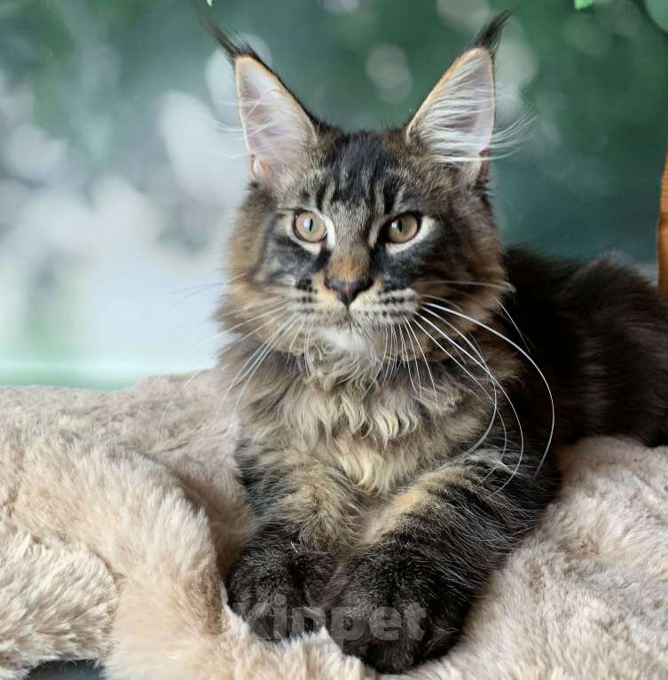 Кошки в Санкт-Петербурге: Котята мейн кун из питомника Nord-Westland Мальчик, 40 000 руб. - фото 3