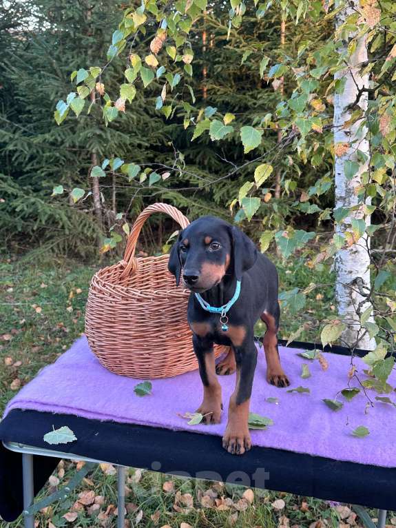 Собаки в Вологде: Купите счастье домой  Девочка, 40 000 руб. - фото 8