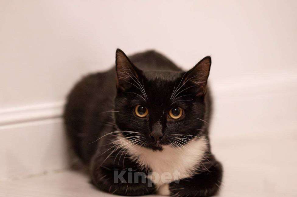 Кошки в Москве: Ксантиппа ищет своих людей Девочка, Бесплатно - фото 4