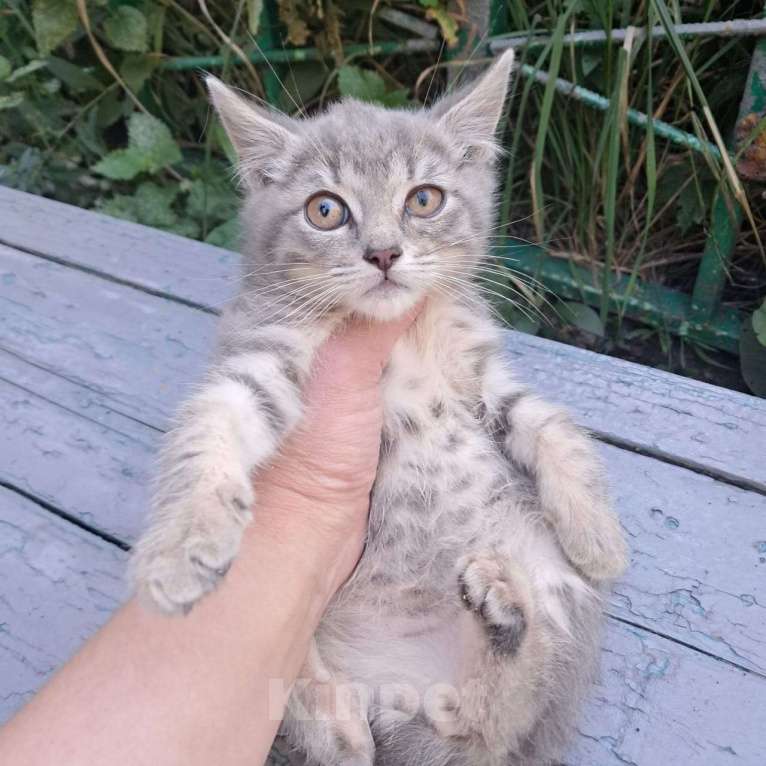 Кошки в Москве: Серебристый котенок Сильвер 2 месяца ждет семью Мальчик, Бесплатно - фото 5