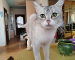 Кошки в Курске: Отдам в добрые руки метиса британской шиншиллы  Девочка, 500 руб. - фото 1