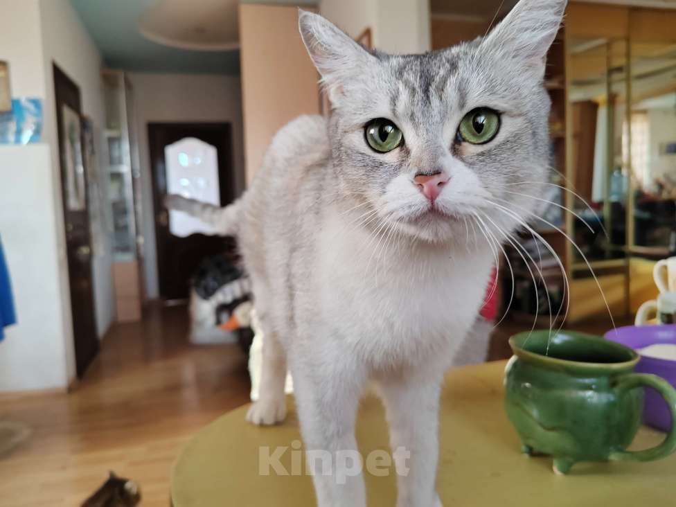 Кошки в Курске: Отдам в добрые руки метиса британской шиншиллы  Девочка, 500 руб. - фото 1