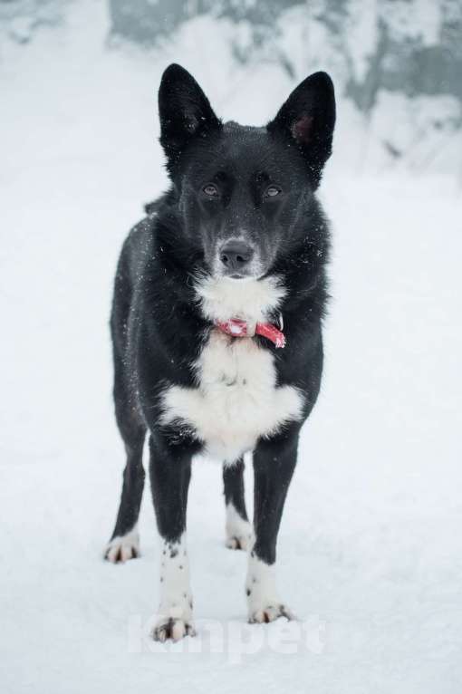 Собаки в Москве: Аяне нужен дом  Девочка, Бесплатно - фото 1