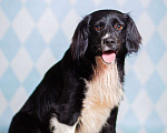 Собаки в Москве: Черный спаниель Таис в добрые руки Мальчик, 1 руб. - фото 1