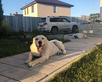 Собаки в Саратове: Вязка, Бесплатно - фото 3