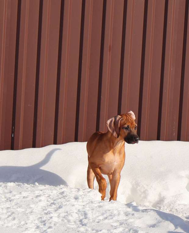 Собаки в Москве: Мальчик Родезийского Риджбека Мальчик, Бесплатно - фото 7