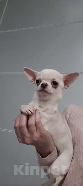 Собаки в Москве: Прекрасная  Чихуахуа девочка Девочка, Бесплатно - фото 2