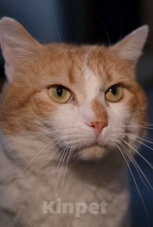 Кошки в Санкт-Петербурге: Пашенька из приюта Мальчик, Бесплатно - фото 4