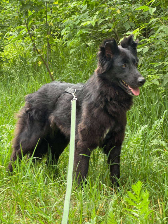 Собаки в Москве: Черные сестрицы, блеск и элегантность  Девочка, Бесплатно - фото 10
