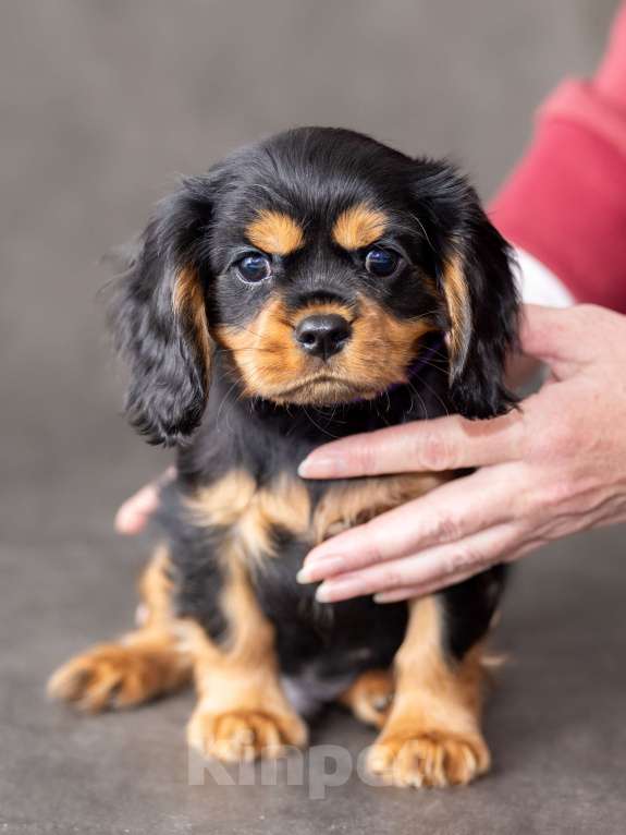 Собаки в Москве: Щенок кавалер кинг чарльз спаниель Мальчик, Бесплатно - фото 1