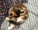 Кошки в Москве: Котенок-девочка в добрые руки Девочка, Бесплатно - фото 5