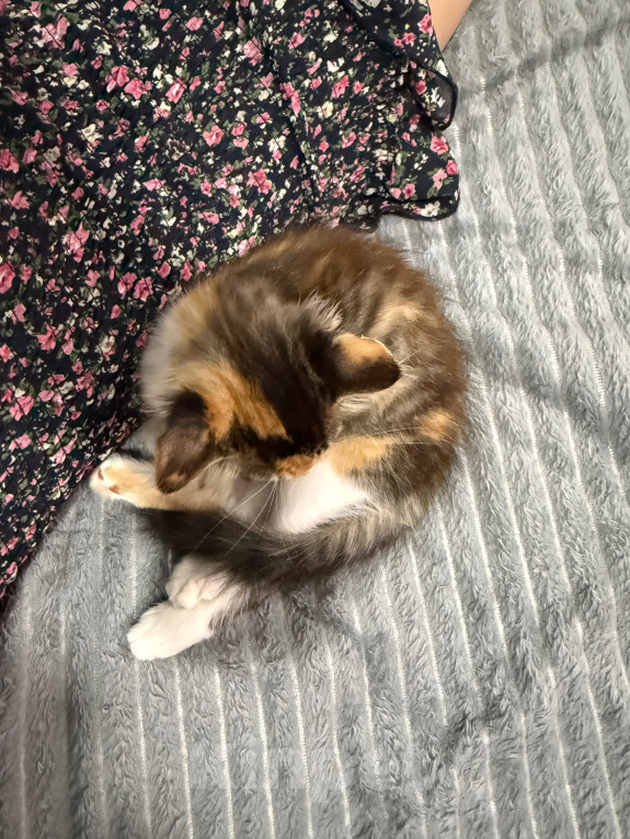 Кошки в Москве: Котенок-девочка в добрые руки Девочка, Бесплатно - фото 5