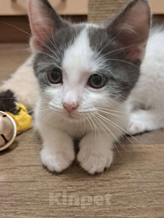 Кошки в Москве: Котенок в добрые руки Мальчик, Бесплатно - фото 1