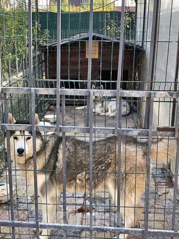 Собаки в Краснодаре: Ищем дом для двух сибирских хаски Лорда и Сары Мальчик, 10 руб. - фото 4